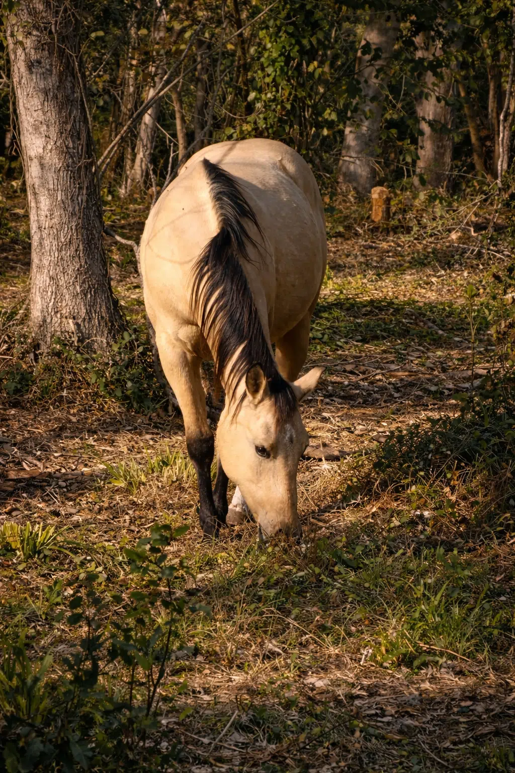 file_000000001f6071f4ae6a1949cf5adeca